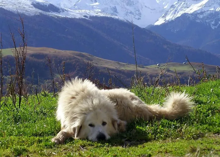 Arriu 35 Appartement